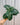 A person holding a 4-inch Aphelandra 'Zebra Plant' with bold, dark green leaves with striking white veins.