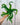 A potted Birds Nest Fern 'Hurricane' with long green wavy fronds, held by a person against a background of grey metal panels.