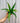 A person holding a 4-inch Birds Nest Fern plant with bright green fronds against a metal background.