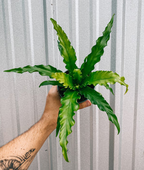 A person holding a 4-inch Birds Nest Fern plant with bright green fronds against a metal background.