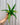 A person holding a 4-inch Birds Nest Fern plant with bright green fronds against a metal background.