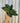 A hand holding a potted Calathea 'Beauty Star' plant with green leaves, silvery stripes, and purple undersides against a metal background.