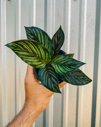 A hand holding a potted Calathea 'Beauty Star' plant with green leaves, silvery stripes, and purple undersides against a metal background.