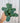 A hand holding a 4-inch Calathea 'Burle Marx' plant with bold leaf patterns of green and purple undersides against a corrugated metal background.