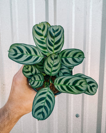 A hand holding a 4-inch Calathea 'Burle Marx' plant with bold leaf patterns of green and purple undersides against a corrugated metal background.