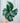 A hand holding a potted Calathea 'Freddie' plant with oval-shaped leaves with dark green patterns and vibrant purple undersides.
