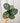 Hand holding a Calathea plant with green and yellow leaves against a metal background
