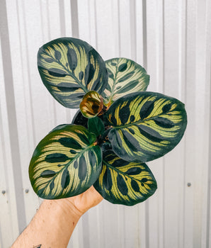 Hand holding a Calathea plant with green and yellow leaves against a metal background