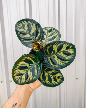 Hand holding a Calathea plant with green and yellow leaves against a metal background