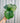 A person holding a 4-inch Calathea 'Orbifolia' plant with large round leaves displaying light and dark green stripes against a corrugated metal background.