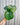 A person holding a 4-inch Calathea 'Orbifolia' plant with large round leaves displaying light and dark green stripes against a corrugated metal background.