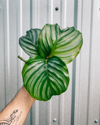 A person holding a 4-inch Calathea 'Orbifolia' plant with large round leaves displaying light and dark green stripes against a corrugated metal background.