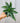 A person holding a 4-inch Calathea 'Vitatta' plant with lance-shaped leaves featuring white stripes.