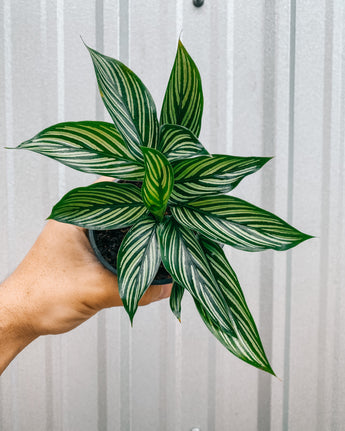 A person holding a 4-inch Calathea 'Vitatta' plant with lance-shaped leaves featuring white stripes.