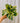 Hand holding a green and yellow leafed calathea plant against a metal background