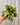 Hand holding a green and yellow leafed calathea plant against a metal background