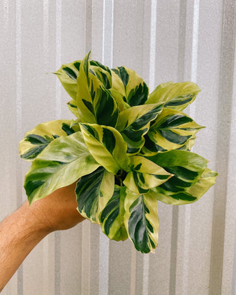 Hand holding a green and yellow leafed calathea plant against a metal background