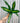 4" Dracaena 'Giganta'