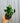 4" Epipremnum 'Shangri La'