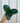 A hand holding a potted Ficus 'Sofia' plant with big dark green leaves against a metal background.