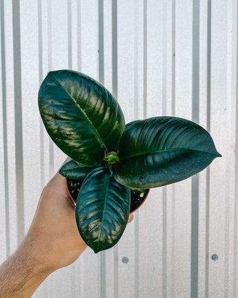 A hand holding a potted Ficus 'Sofia' plant with big dark green leaves against a metal background.