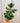 A hand holding a variegated Ficus houseplant with dark green and yellow leaves against a metal background