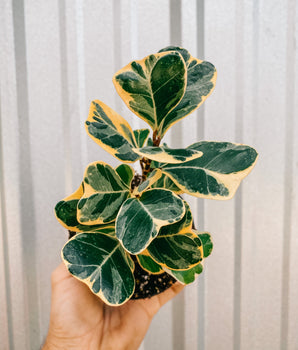 A hand holding a variegated Ficus houseplant with dark green and yellow leaves against a metal background