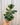 A hand holding a variegated Ficus houseplant with dark green and yellow leaves against a metal background