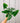 A person holding a 4-inch Heart Fern houseplant with heart-shaped fronds.