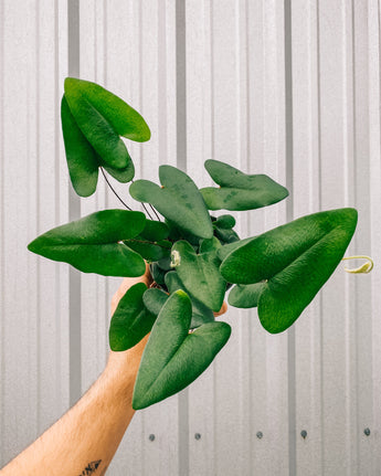 A person holding a 4-inch Heart Fern houseplant with heart-shaped fronds.