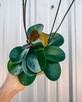 A person holding a 4-inch Hoya 'Australis' plant with glossy green leaves.