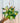 A person holding a 4-inch Hoya 'Australis Lisa' plant with colorful variegated leaves against a metal background.