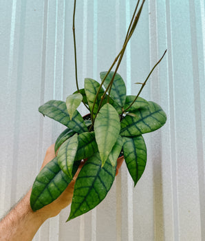 A person holding a 4-inch Hoya 'Callistophylla' plant with long green leaves and bold dark venation.