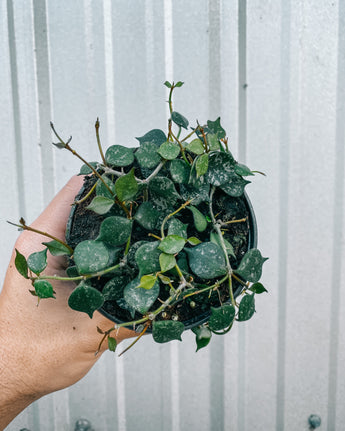 Hand holding a potted plant against a light gray background