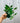A person holding a 4-inch pot of Hoya 'Gracilis' with slender green leaves against a metal background.