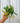 A person holding a 4-inch pot of Hoya 'Kentiana' Variegated plant with elongated leaves featuring variegation in cream, peach, and green.