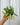 A person holding a 4-inch pot of Hoya 'Kentiana' Variegated plant with elongated leaves featuring variegation in cream, peach, and green.