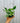 A person holding a 4-inch pot of Hoya 'Parasitica Black Margin' plant with elongated leaves and black margins.
