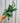 A person holding a 4-inch Hoya 'Pubicalyx Splash' plant with variegated leaves against a metal background.