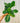 A person holding a 4-inch Maranta Leuconeura Lemon Lime 'Prayer Plant' with vibrant green and yellow variegated leaves.