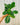 A person holding a 4-inch Maranta Leuconeura Lemon Lime 'Prayer Plant' with vibrant green and yellow variegated leaves.