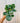 4" Peperomia Argyreia 'Watermelon'