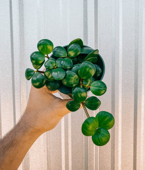 Hand holding a potted peperomia plant against a metal background