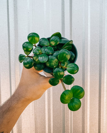 Hand holding a potted peperomia plant against a metal background
