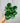 A person holding a Peperomia 'Obtipan' plant with shiny round green leaves.