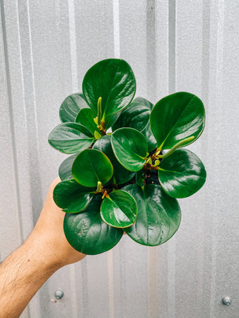 A person holding a Peperomia 'Obtipan' plant with shiny round green leaves.