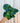 A person holding a small Philodendron 'Atom' plant with green foliage.