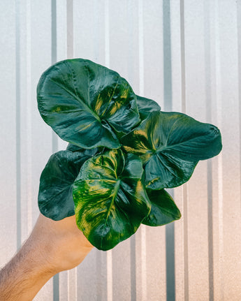 A person holding a small Philodendron 'Atom' plant with green foliage.