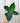 4" Philodendron 'Birkin'