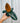 A person holding a 4-inch Philodendron 'Black Cardinal' plant with deep green